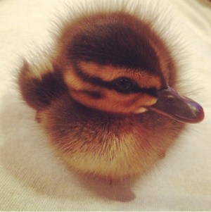Ducky